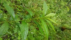 Lonicera involucrata involucrata
