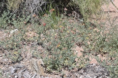 Acmispon grandiflorus grandiflorus