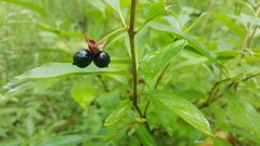 Lonicera involucrata involucrata