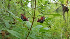 Lonicera involucrata involucrata
