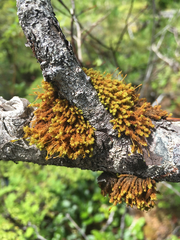 Ulota obtusiuscula
