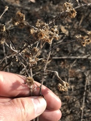 Pseudognaphalium oligandrum