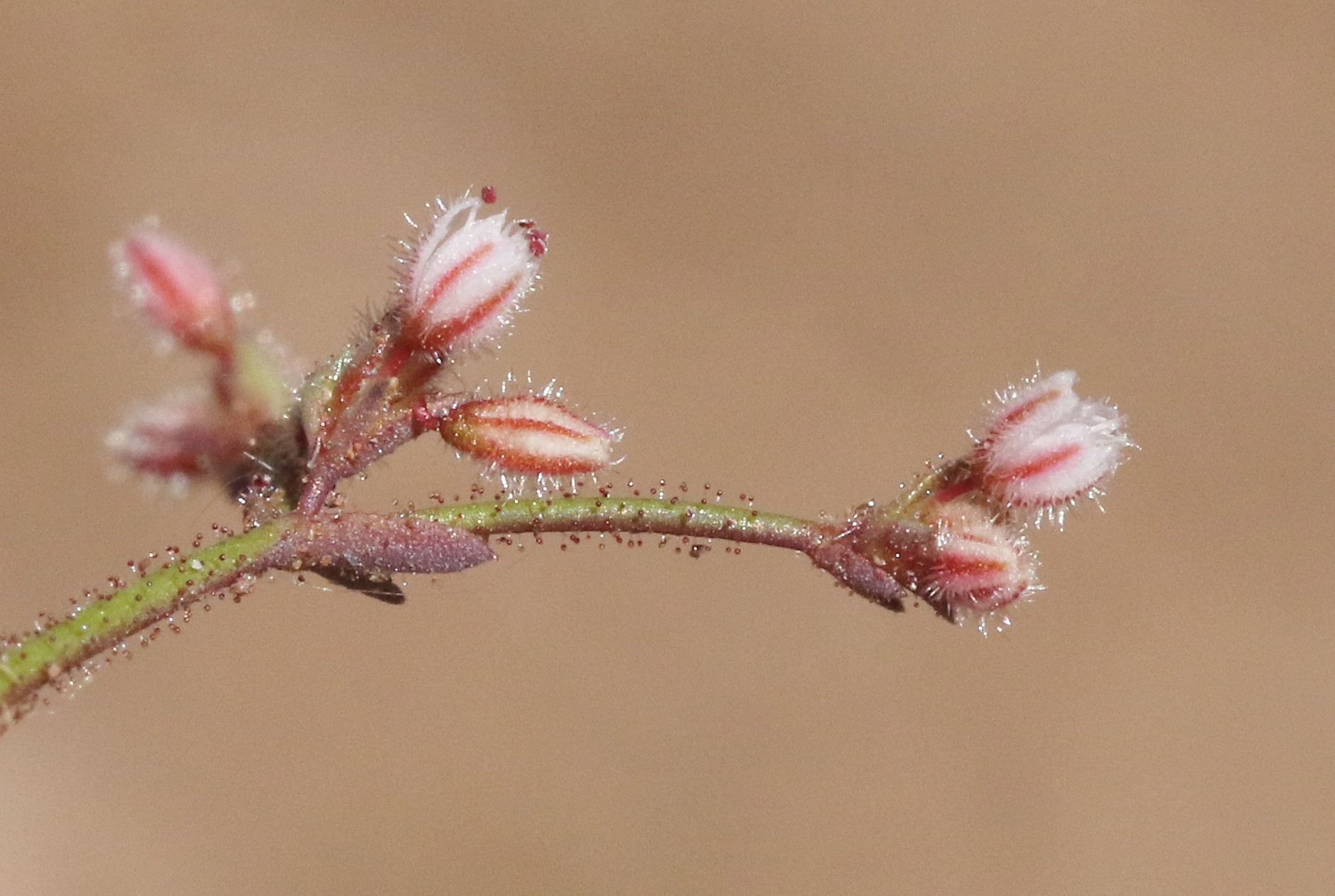 Eriogonum inerme
