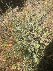 Penstemon californicus