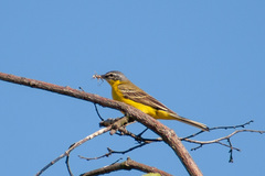 Motacilla flava flava