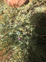 Penstemon californicus