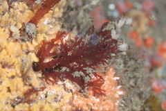 Callophyllis flabellulata