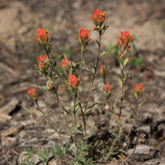 Castilleja applegatei