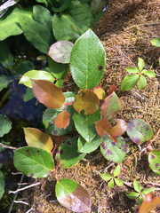 Valdensinia heterodoxa