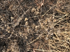 Pseudognaphalium oligandrum