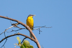 Motacilla flava flava