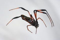 Trichonephila inaurata