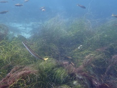 Pacific Barracuda photo 2