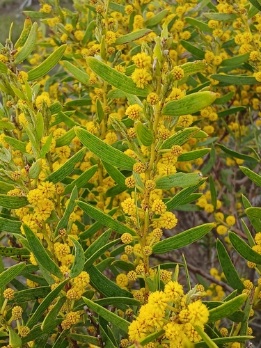 Image of Acacia cochlearis by (c) Leon Perrie, some rights reserved (CC BY)