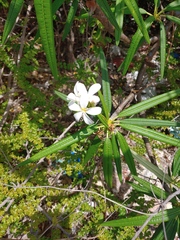 Plumeria alba