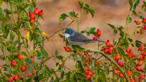 Curruca cabecinegra (Curruca melanocephala)