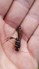 Urocerus gigas