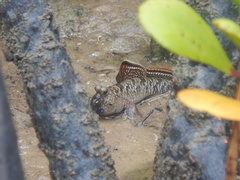 Barred Mudskipper photo 4