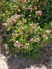 Capparis cynophallophora