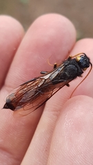 Urocerus gigas