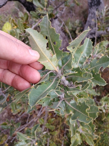 Image of Banksia ilicifolia by (c) Leon Perrie, some rights reserved (CC BY)