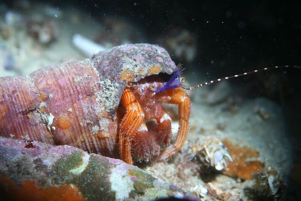 Lophopagurus thompsoni