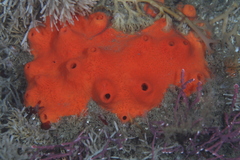 Acarnus erithacus