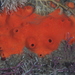 Acarnus erithacus - Photo (c) Santa Barbara Channel Marine Biodiversity Observation Network, osa oikeuksista pidätetään (CC BY-NC), lähettänyt Santa Barbara Channel Marine Biodiversity Observation Network