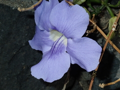 Thunbergia grandiflora image