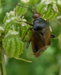 Deraeocoris flavilinea
