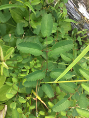Sanguisorba officinalis