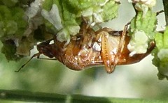 Deraeocoris flavilinea