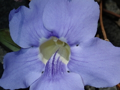 Thunbergia grandiflora image