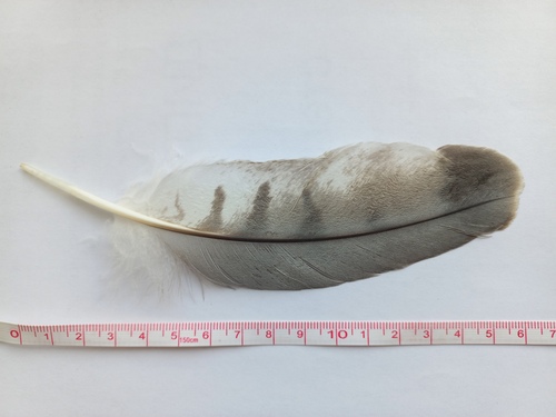 Plume de Busard Saint-Martin