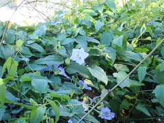 Thunbergia grandiflora image