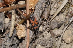 Horvathiolus superbus