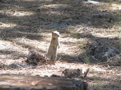Urocitellus beldingi