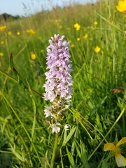 Dactylorhiza fuchsii