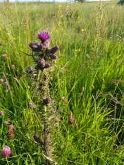 Cirsium palustre