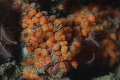 Metandrocarpa taylori