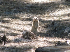 Urocitellus beldingi