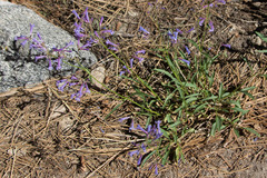 Penstemon gracilentus