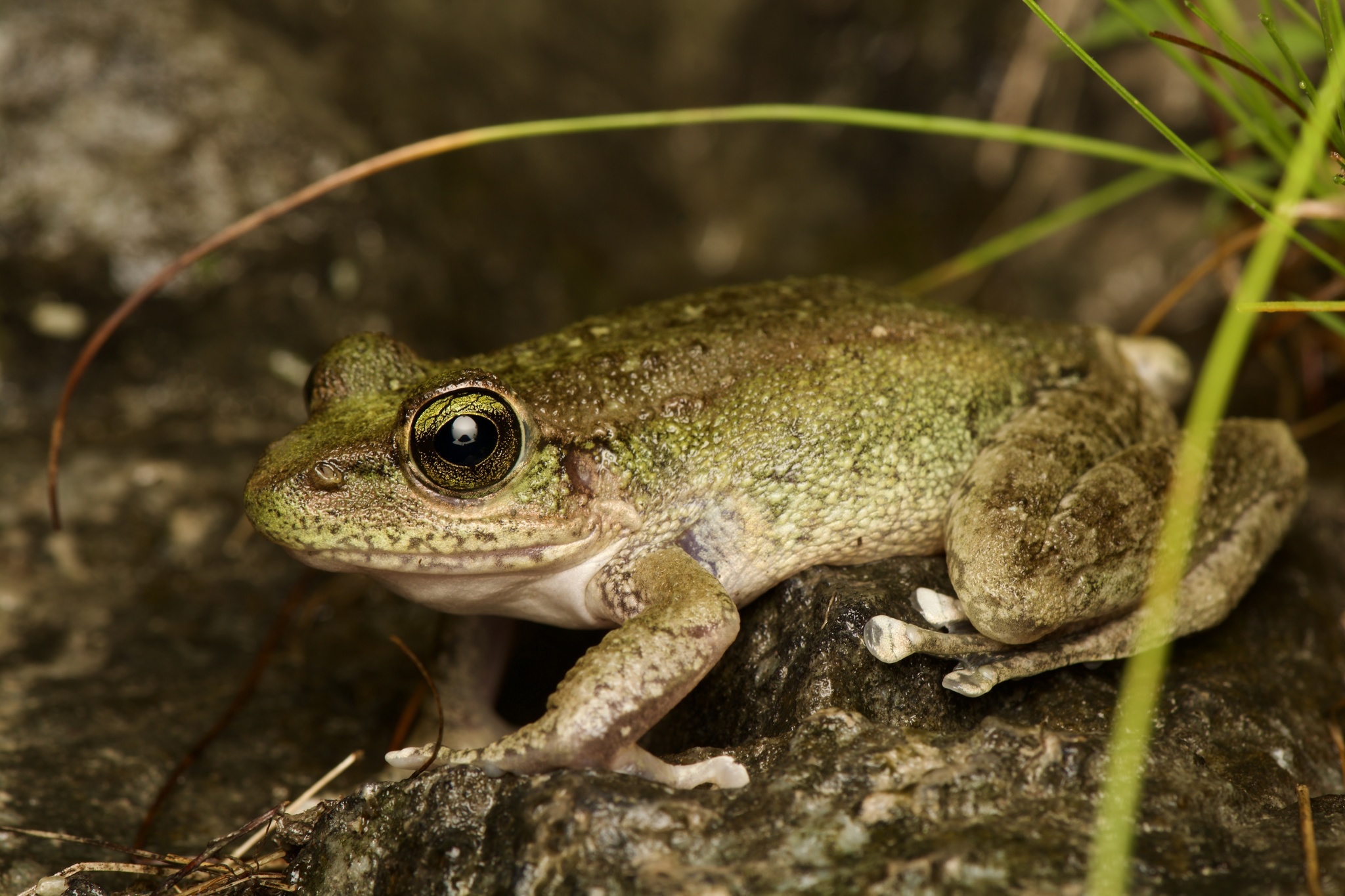 Jaunsar Stream Frog photo 2
