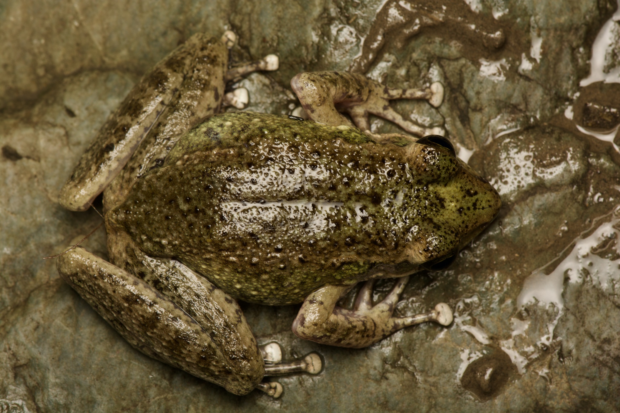 Jaunsar Stream Frog photo 3