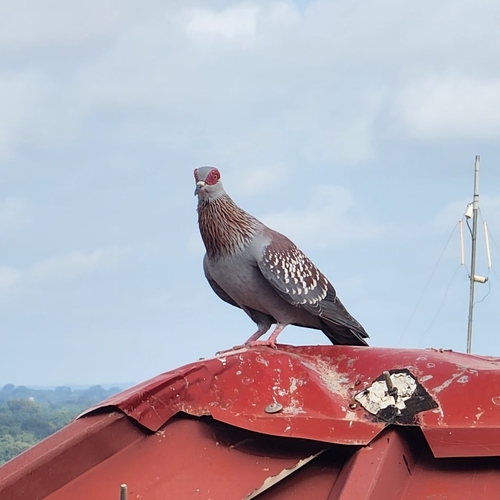 Speckled Pigeon