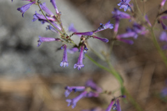 Penstemon gracilentus
