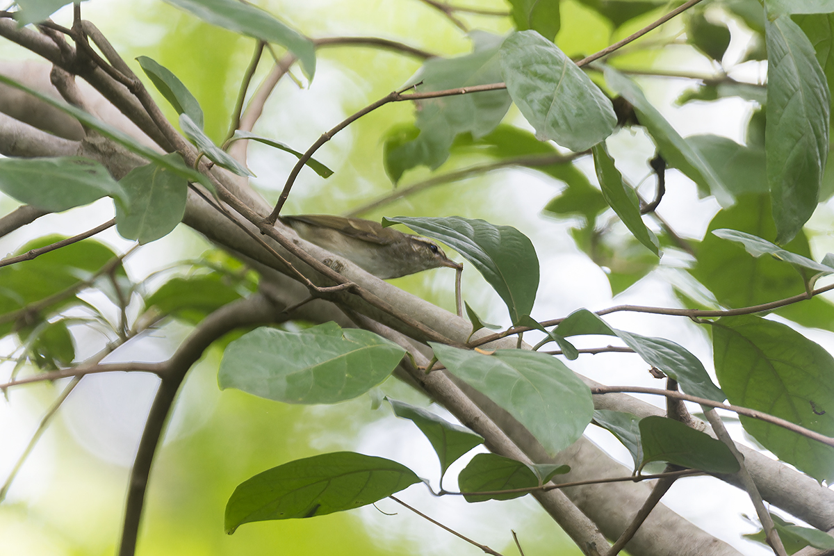 Sakhalin Leaf Warbler