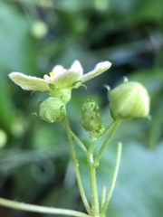Bryonia cretica dioica
