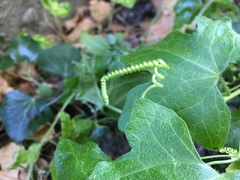 Bryonia cretica dioica