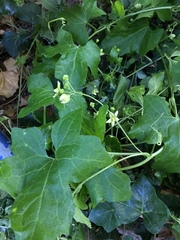 Bryonia cretica dioica